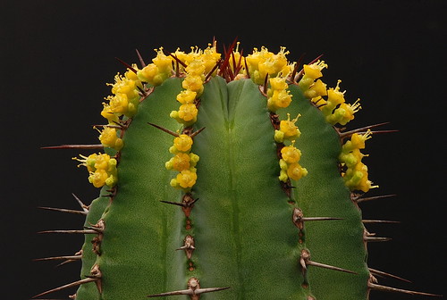 Euphorbia fruticosa by graftedno1