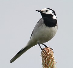 White Wagtail (maríuerla)