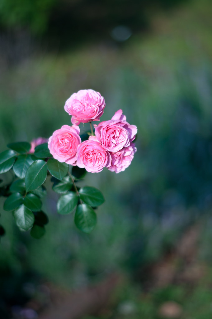 ピンクの薔薇 2011/06/04 DSC_4880