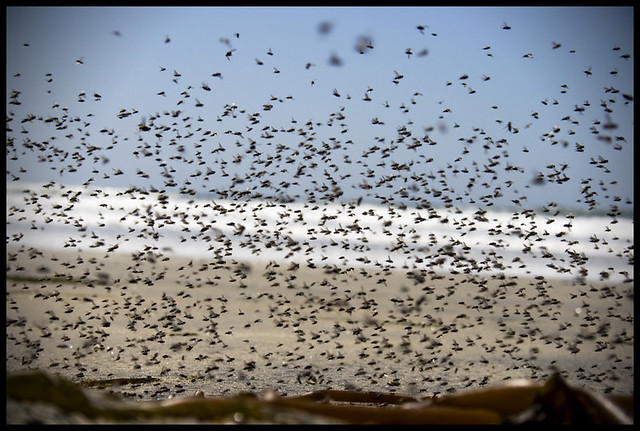 a-swarm-of-flies-when-i-walked-toward-a-pile-of-seaweed-a-flickr