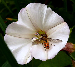 The UK has 25 Species of Bumble Bee