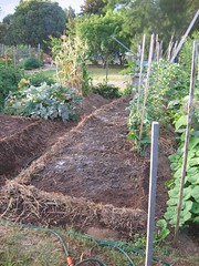 Community garden 2008