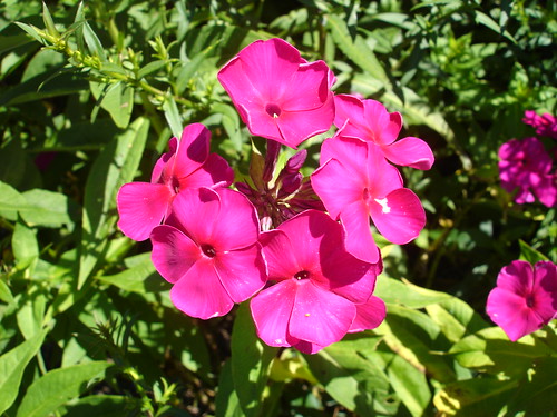 flowers pictures free