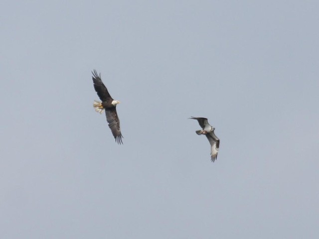 Eagle vs. Osprey Part 4 - Cape May Hawkwatch - Sept 20th, 2008
