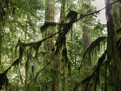 Cathedral Grove ~ rain forest