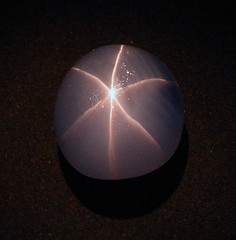 Star of India Sapphire Cabochon