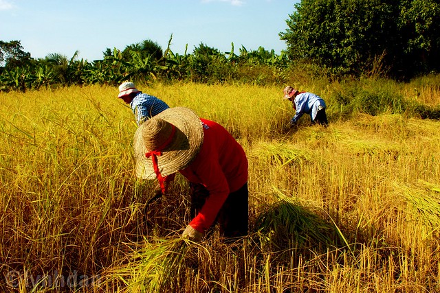 Harvest Thailand by lynhdan, on Flickr