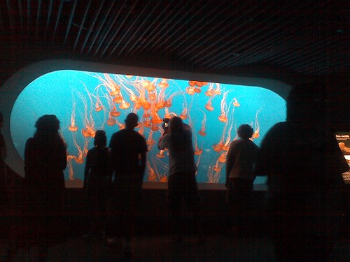 Jellyfish floating at the Monterey Aquarium