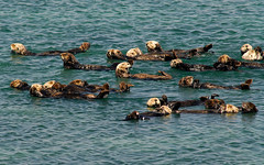 Sea animals of Monterey coast