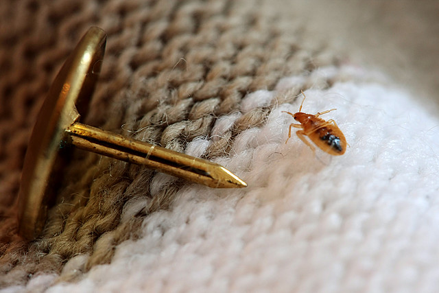 Dead bed bug 3 | Flickr - Photo Sharing!