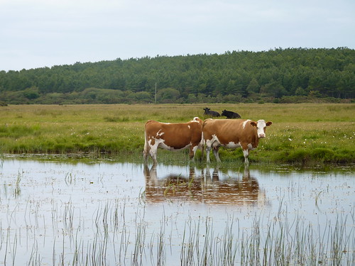 Cows reflecting