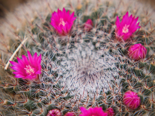 Il fiore del cactus