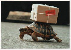 turtle mail