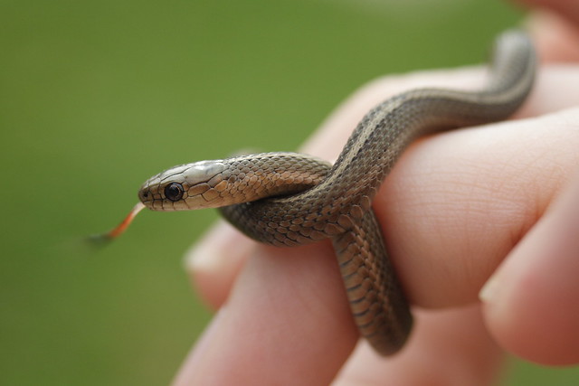 Photo of Short-headed Garter Snake