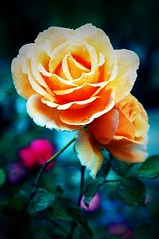 Simply Roses