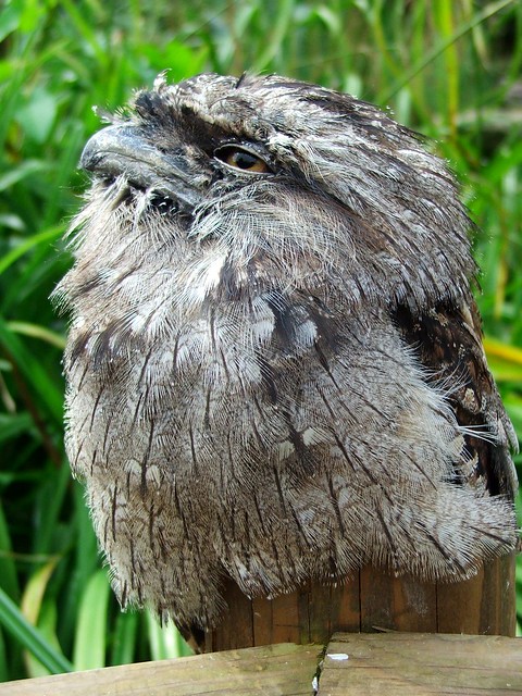 Tawny Frogmouth Diet
