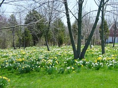 Daffodil Meadows, April 2008