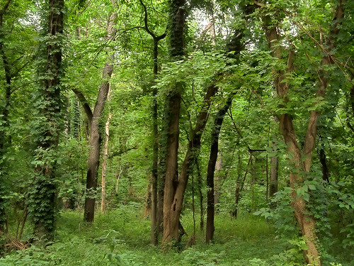 Bottomland forest at Castlewood State Park, in Ballwin, Missouri, USA 4