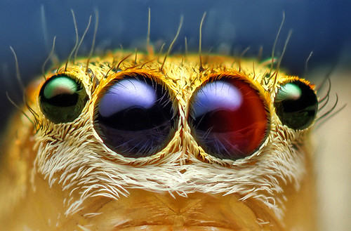 Anterior Median and Lateral Eyes of a Female Jumping Spider - (Maevia inclemens)