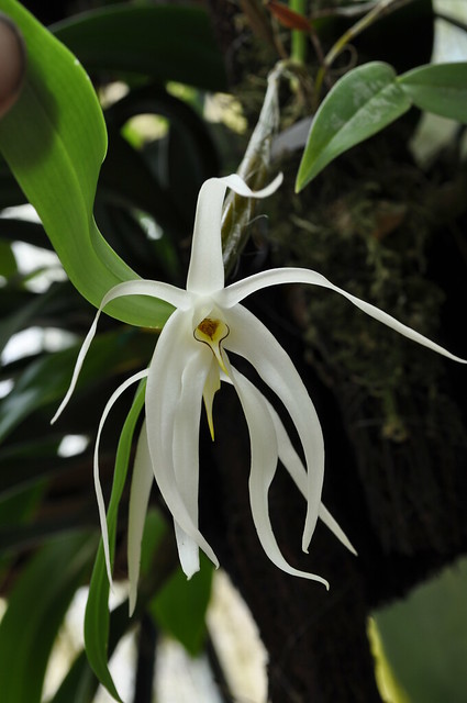 Dendrobium amboinensis