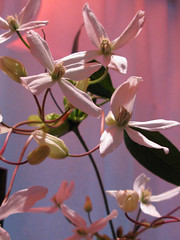 Flowers: Clematis