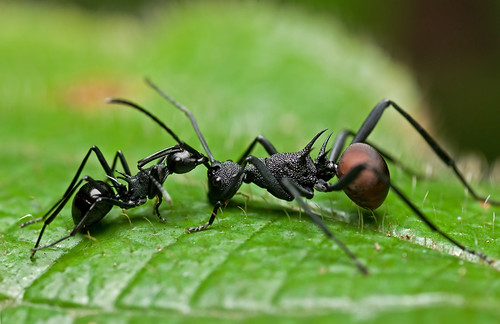 Two Polyrhachis spp. ants having an argument.... :D
