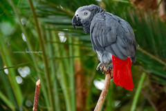 parrots