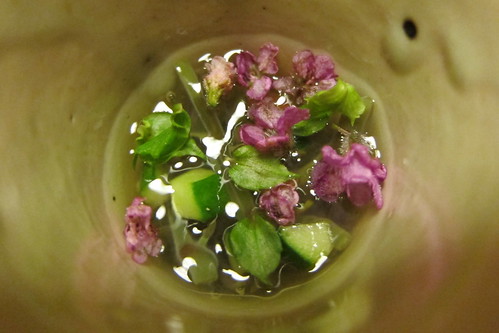 Kyoto - Kikunoi Honten: Vinegared water shield with ginger by wallyg
