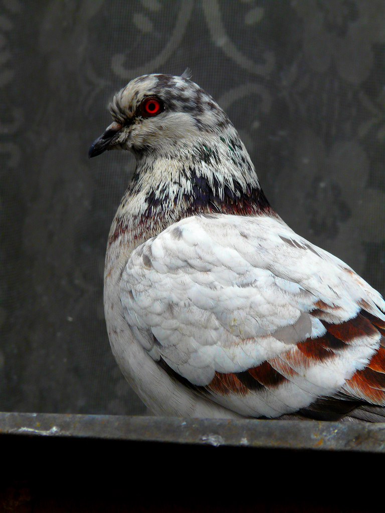 Pigeon near window