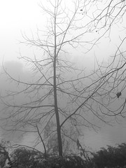 Bruma - Fog