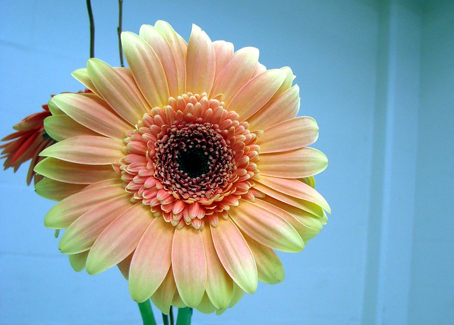 Gerbera daisy used in a table decoration One of the table decorations from