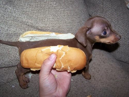 Hot Dog This is not my photo but too funny not to post