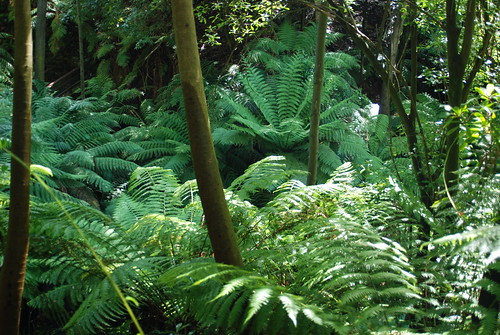 Rainforest ferns - Australian National Botanic Gardens