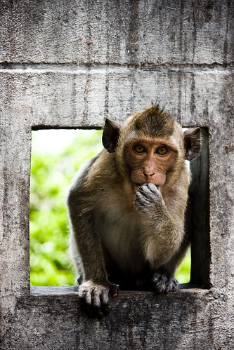 Cute monkey in Thailand