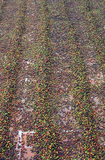 Composition: stretching raw coffee beans drying; they look like a lifetime's supply of Smarties or M&Ms