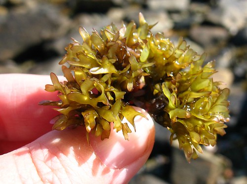 Carragen sea weed