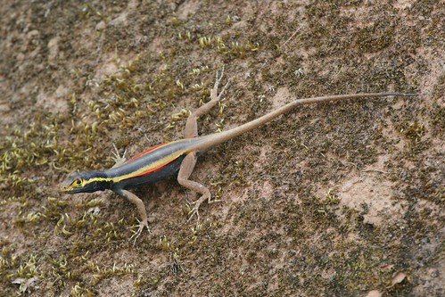 Tropidurus melanopleurus (Black Lava Lizard) - gravid female