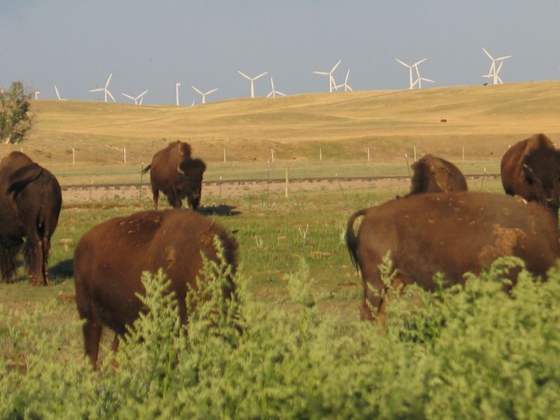 Bison and windmills