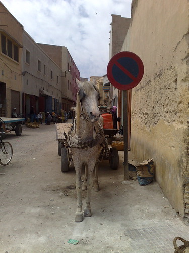 mulo marocchino