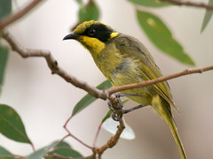 Birds of Victoria