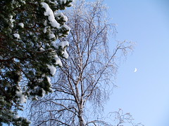 winter in pasvik valley