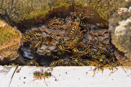 Wasp nests may be in garden