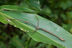 Stick Insect/Leaaf insect