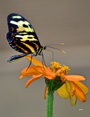 Other butterflies