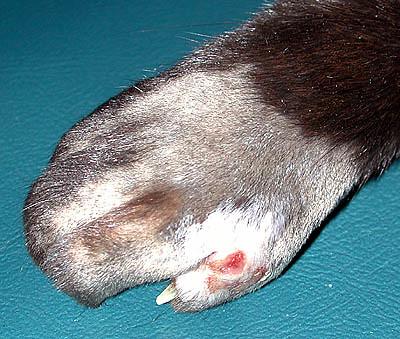 Injured Paw
