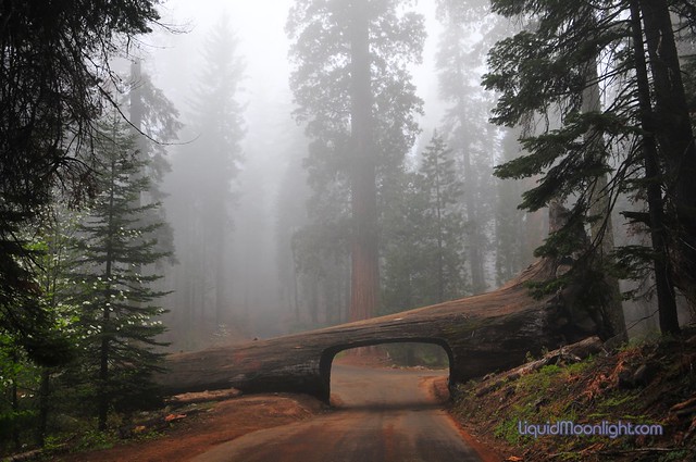 The Fallen Sequoia Redwood becomes a Tunnel, Sequoia National Park California