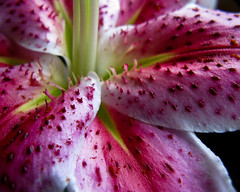 Flowers: Lilies & Friends