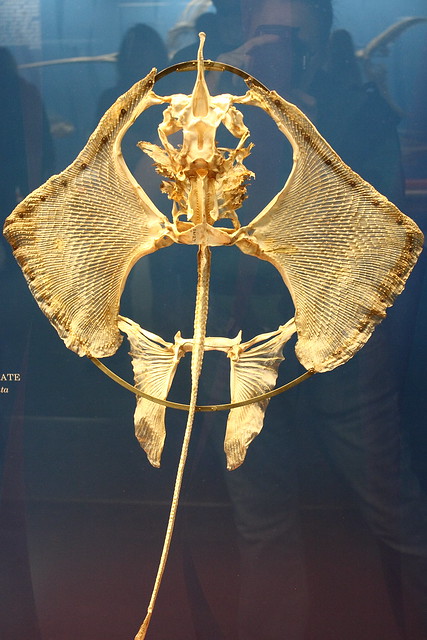 Manta ray skeleton | Flickr - Photo Sharing!