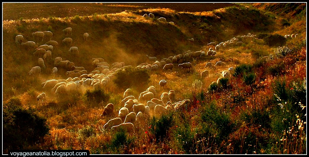 Livestock on the way to Gordium, Polatli, Turkey