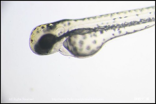 zebrafish embryo 50hpf_02-1 head